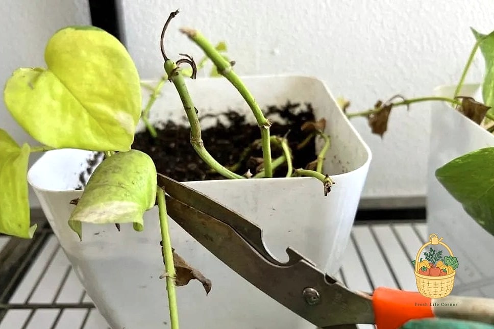 23 Leggy Pothos Causes What To Do That Will Transform Your Garden 3 Skipping Pruning Entirely