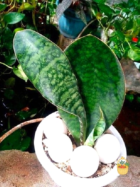 24 Eggshells Houseplants Every Gardener Needs to Know About 2 Snake Plant