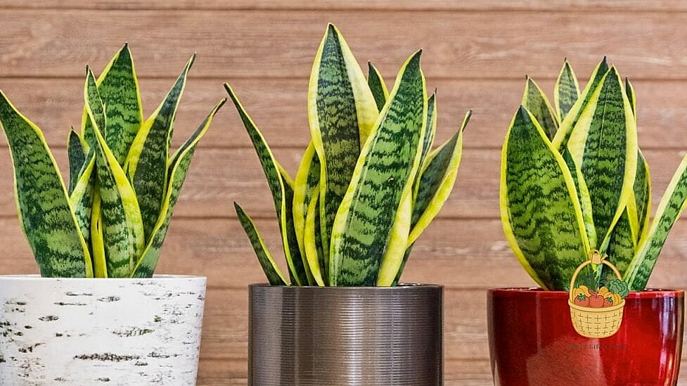 Snake Plant