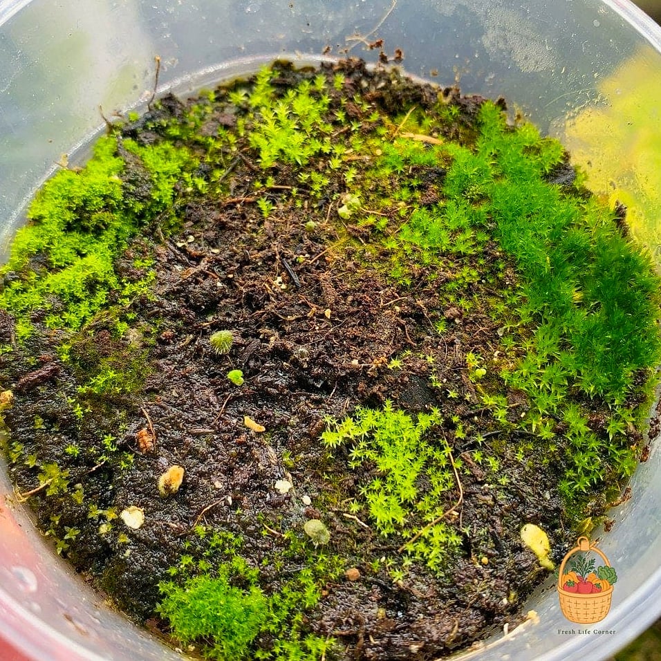 Soil and Substrate — Do You Even Need It?