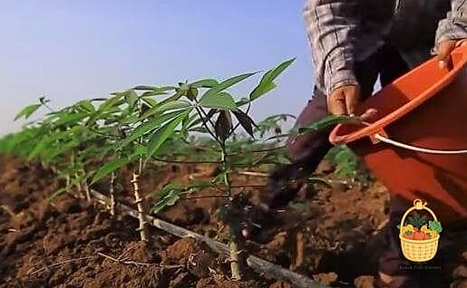 How To Grow Cassava — Your Step-by-Step Guide to Success 5 Soil and Watering Needs
