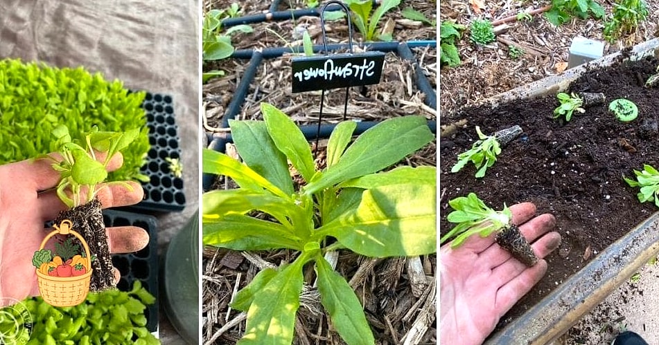 How To Grow & Care For Strawflowers — Everything You Need to Know 5 Soil and Watering Needs