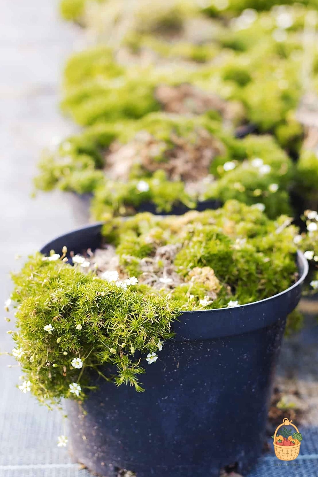 Soil and Watering Needs