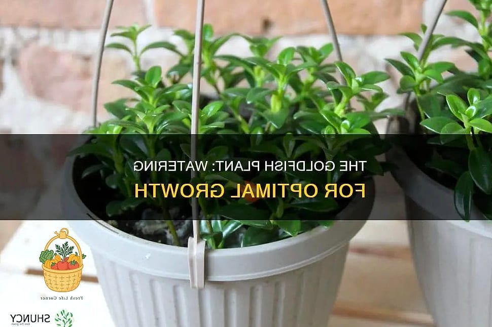 Soil and Watering Needs