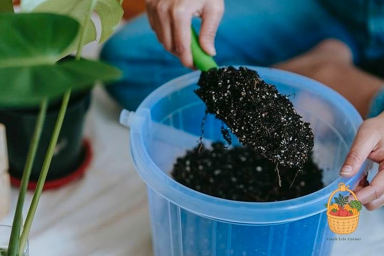 Soil and Watering Needs