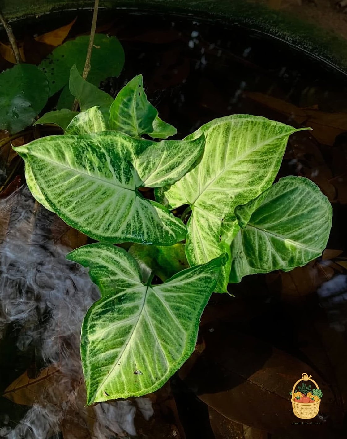 Soil and Watering Needs