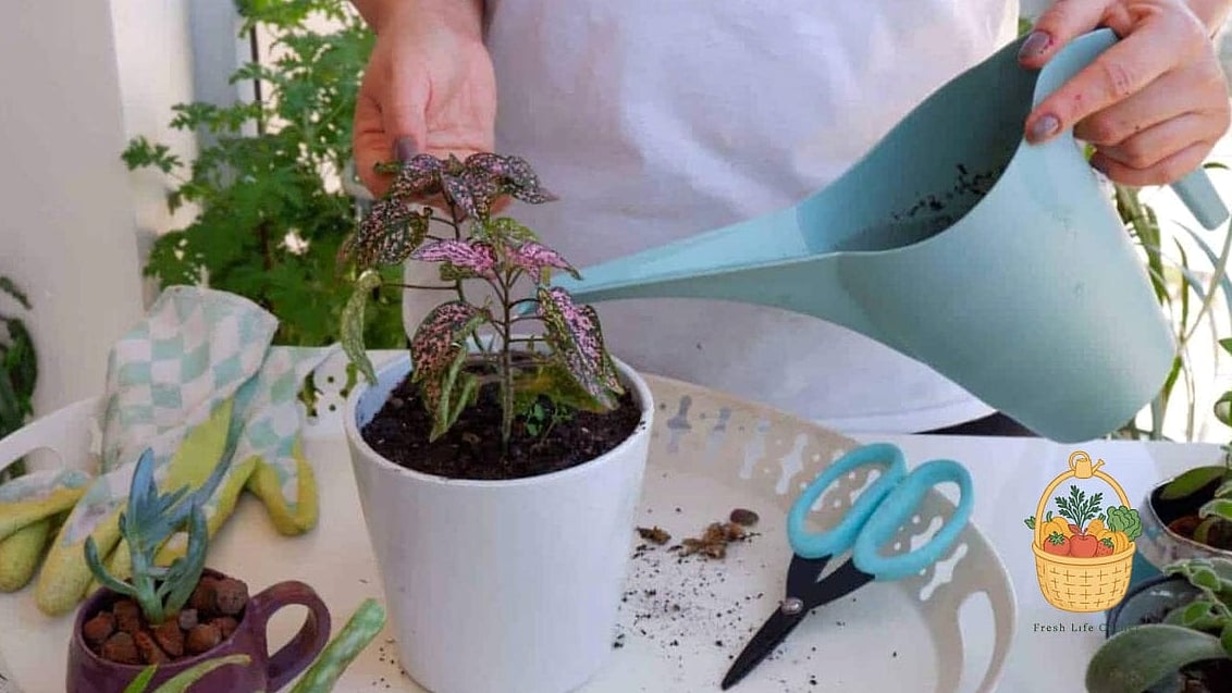 Soil and Watering Needs