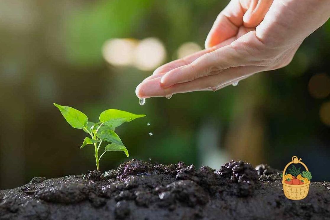 Soil and Watering Needs