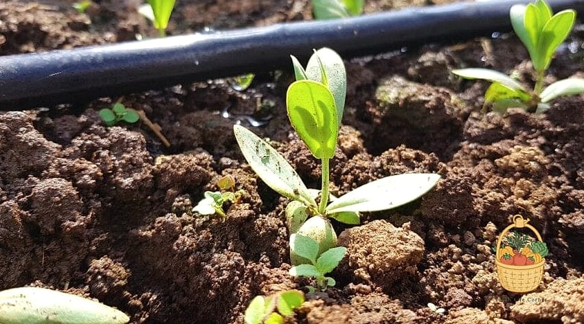 How To Grow & Care For Lisianthus — Everything You Need to Know 5 Soil and Watering Needs
