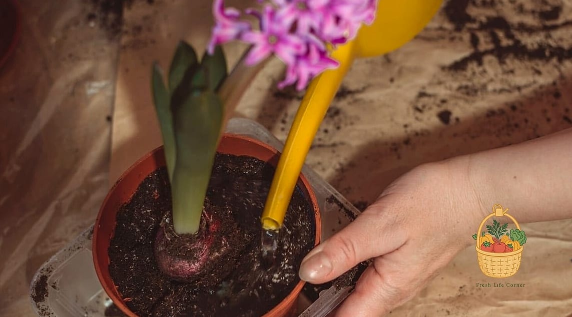 How To Grow & Care For Hyacinth — Your Step-by-Step Guide to Success 5 Soil and Watering Needs