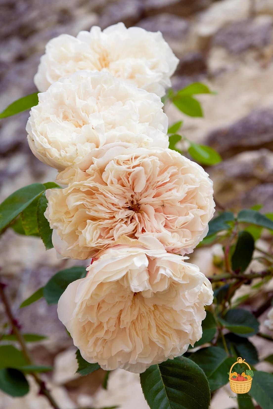 20 Fragrant Roses That Will Transform Your Garden 20 Sombreuil
