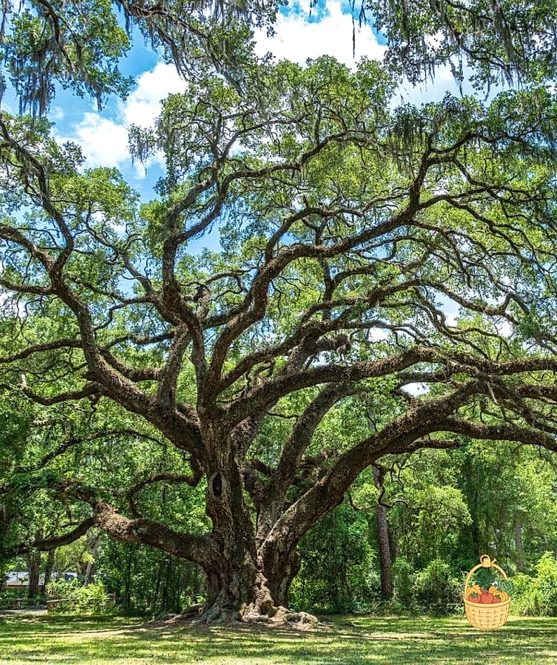 Southern Live Oak