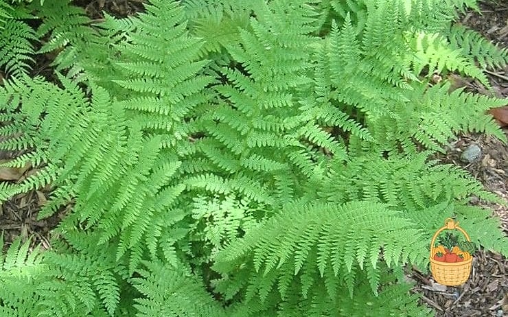 24 Types Of Ferns That Will Transform Your Garden 17 Southern Wood Fern