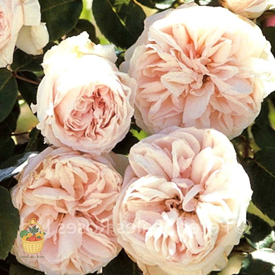 20 Fragrant Roses That Will Transform Your Garden 8 Souvenir de la Malmaison