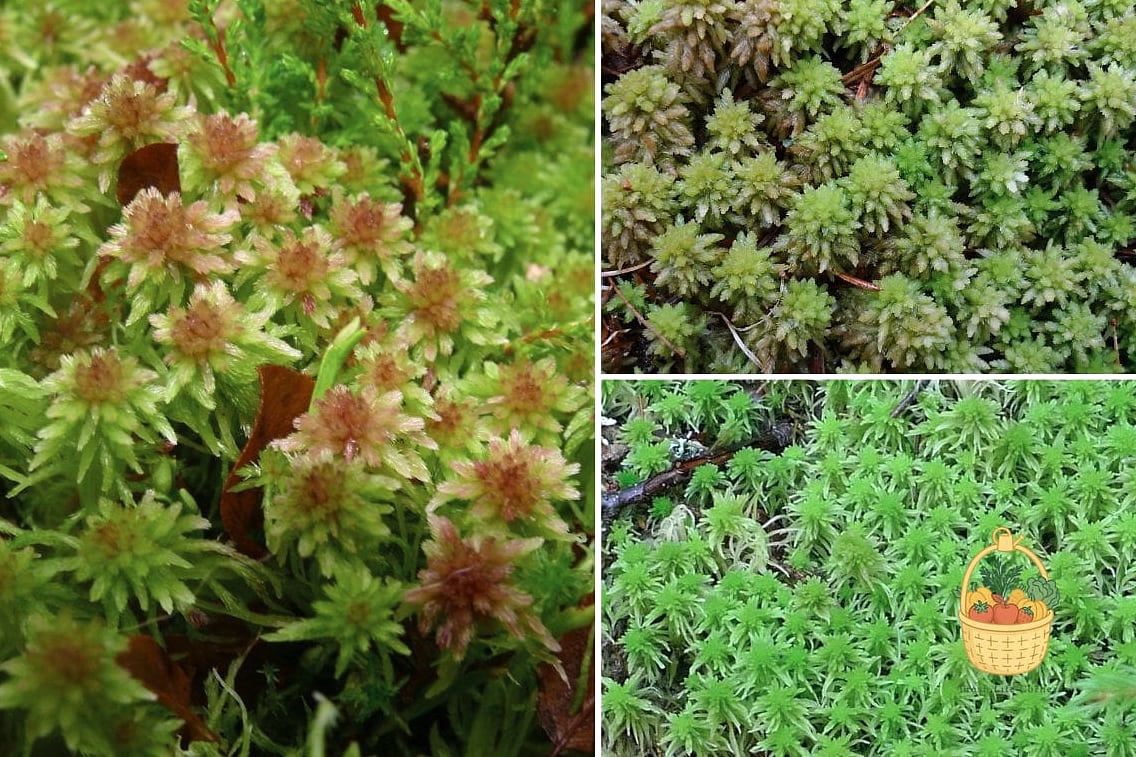 Sphagnum Moss