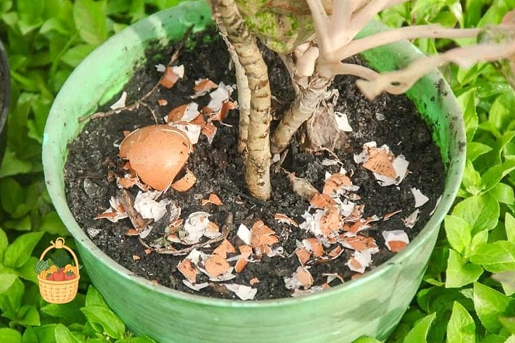 24 Eggshells Houseplants Every Gardener Needs to Know About 7 Spider Plant