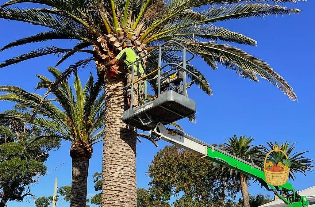 30 Low Maintenance Palm Trees That Are Going Viral on Pinterest 29 Spindle Palm