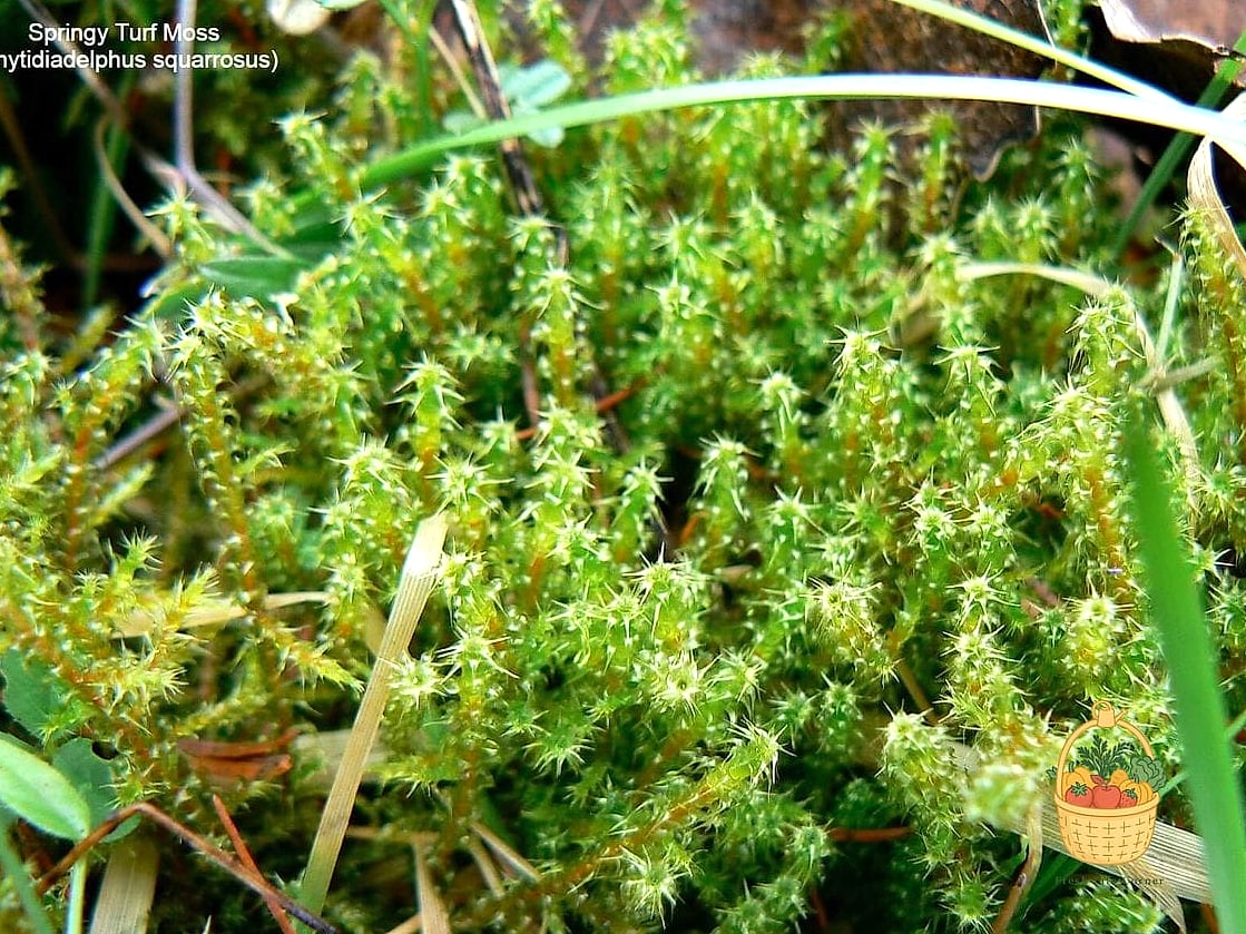 Springy Turf Moss