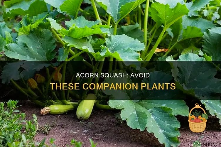 Squash and Potatoes