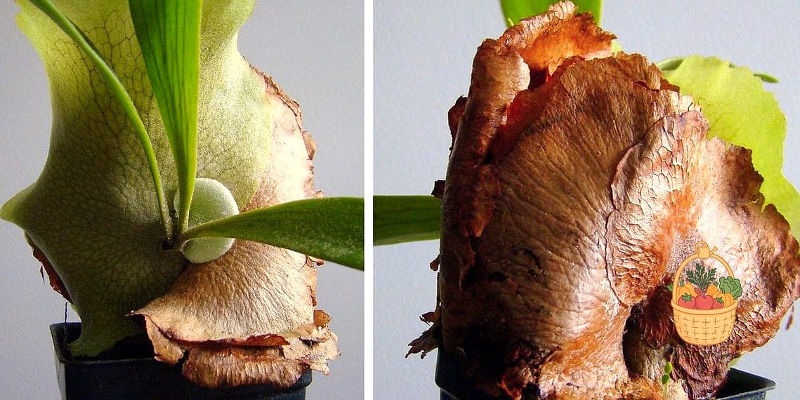 24 Types Of Ferns That Will Transform Your Garden 14 Staghorn Fern