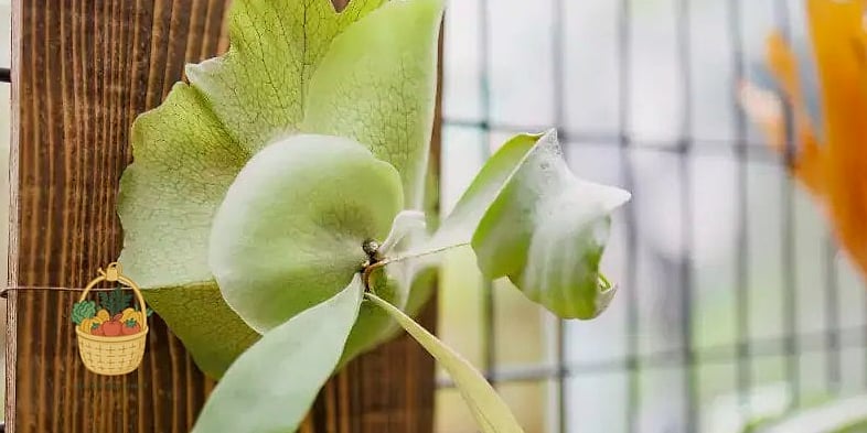 21 Not Kill Your Indoor Ferns Worth Pinning Right Now 5 Staghorn Fern