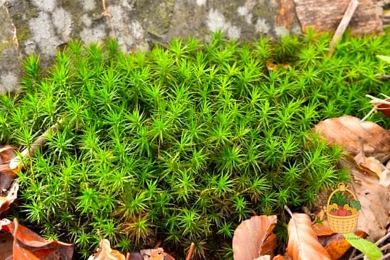 Star Moss