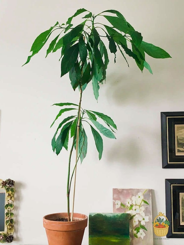 21 Avocado Tree Indoors That Are Going Viral on Pinterest 22 Statement-Sized Mature Avocado Tree as Indoor Decor