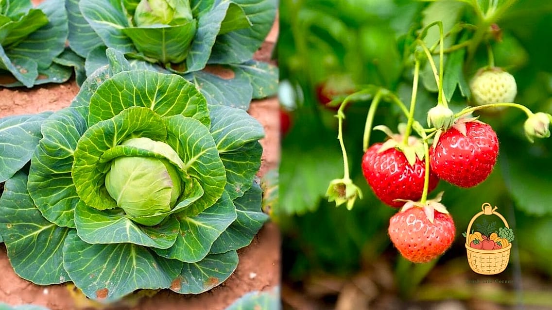 Strawberries and Cabbage