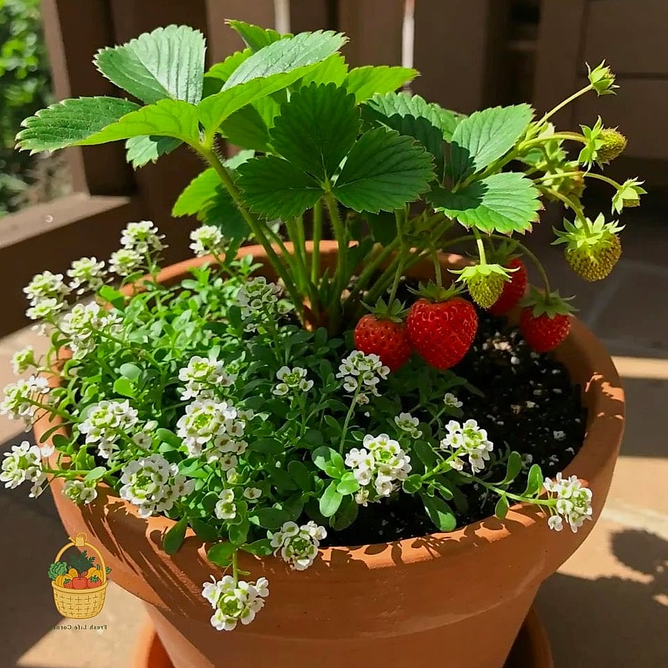 Strawberry Planter with Companion Marigolds