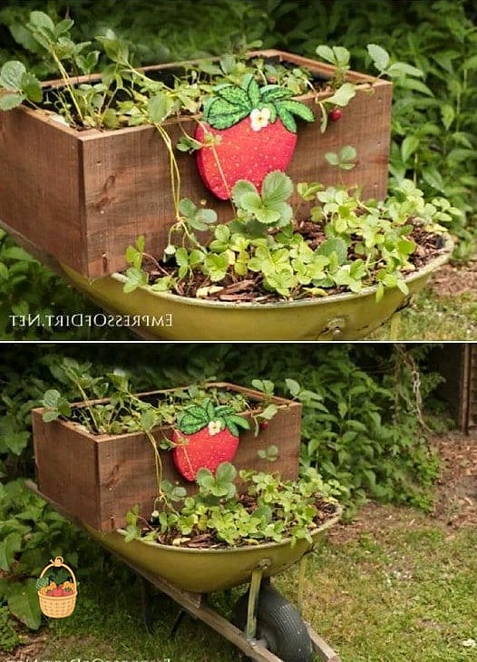 Strawberry Planter in a Repurposed Wheelbarrow