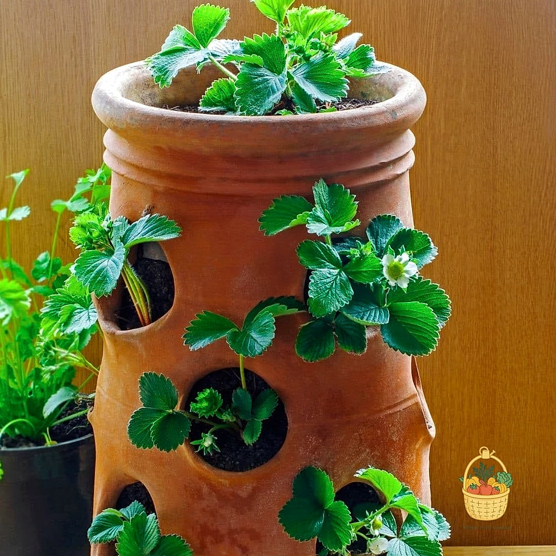 Strawberry Planter Using a Ceramic Chimney Pot