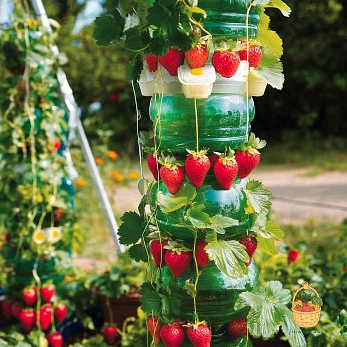 Strawberry Tower with Recycled Buckets