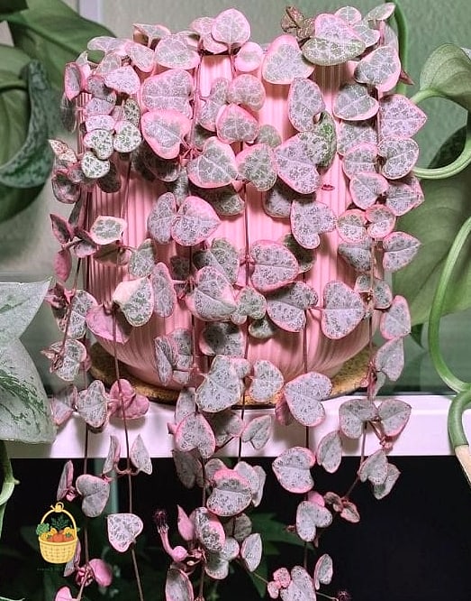 22 Indoor Vining Plants That Actually Work 6 String of Hearts