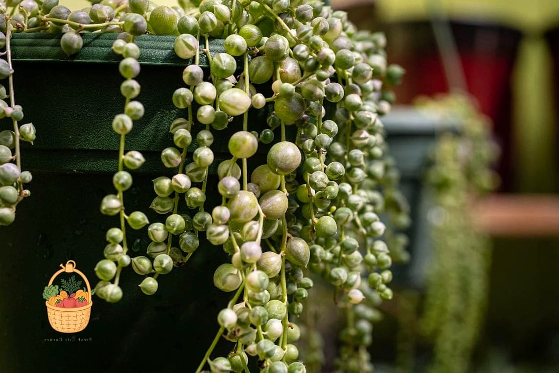 24 Eggshells Houseplants Every Gardener Needs to Know About 23 String of Pearls