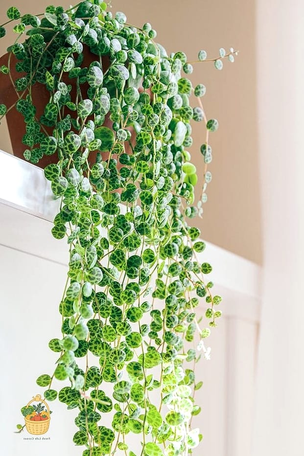 22 Indoor Vining Plants That Actually Work 13 String of Turtles