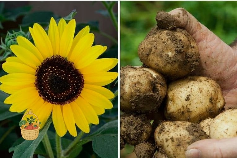 Sunflowers and Potatoes