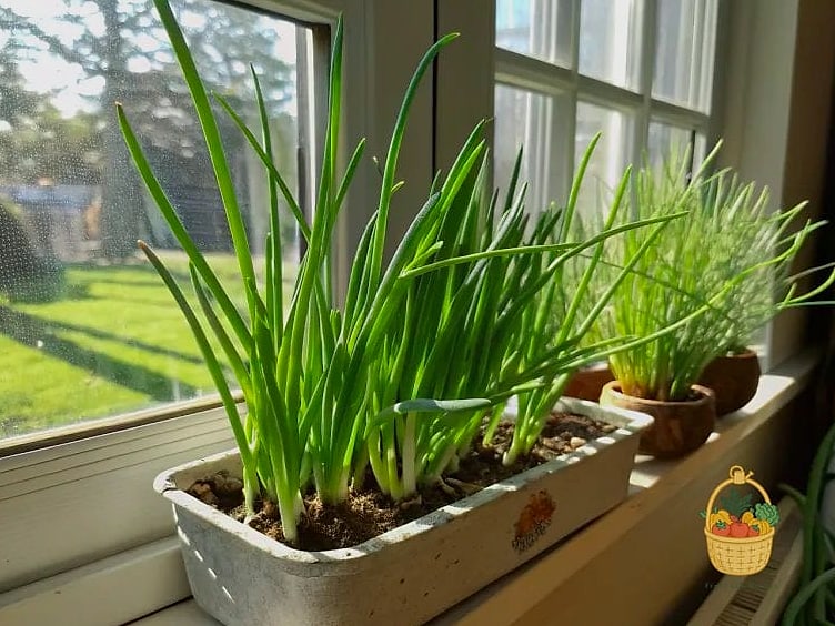 How To Grow Onions In Containers — Everything You Need to Know 7 Sunlight Requirements