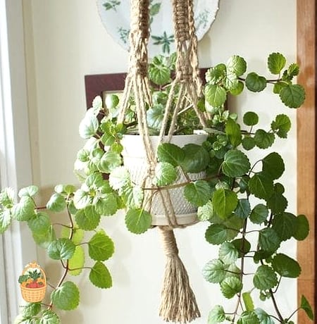 22 Indoor Vining Plants That Actually Work 9 Swedish Ivy