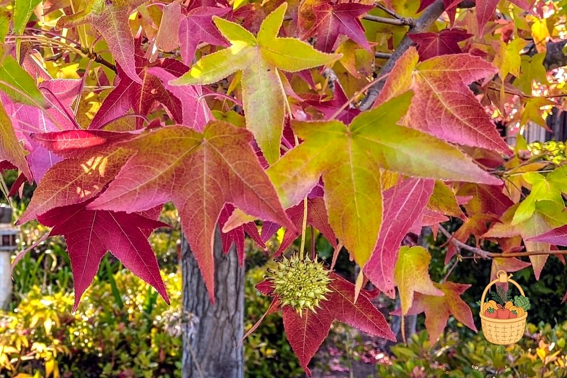 Sweetgum