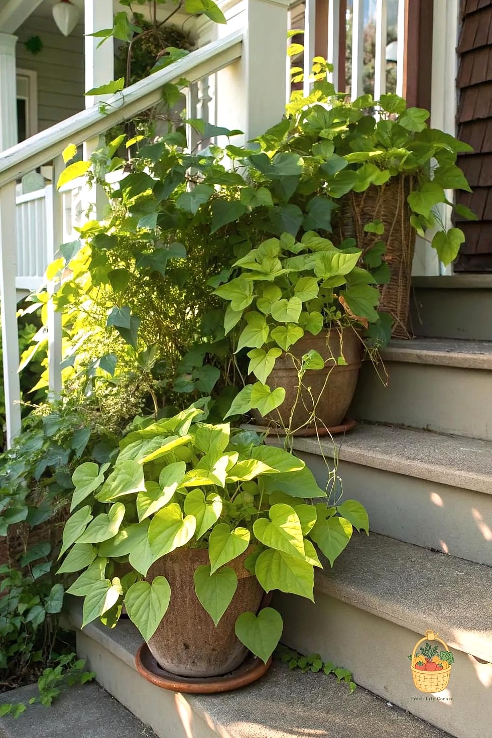 Sweet Potato Vine
