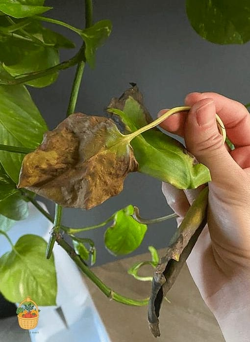 23 Leggy Pothos Causes What To Do That Will Transform Your Garden 13 Temperature Stress