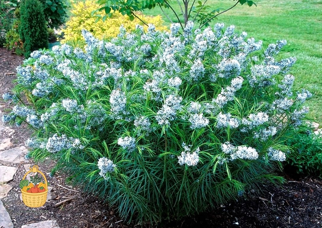 20 Full Sun Perennials That Will Transform Your Garden 18 Threadleaf Bluestar (Amsonia hubrichtii)