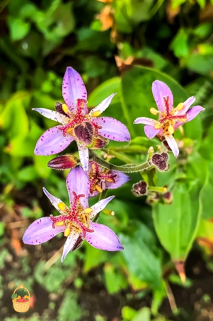 Toad Lily