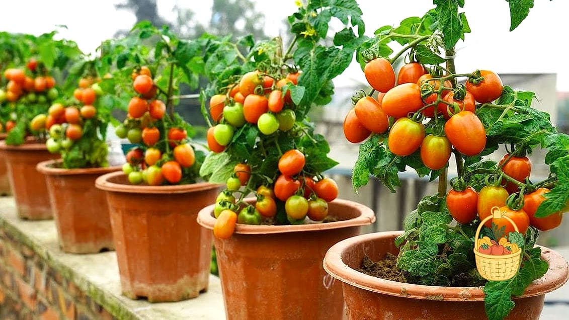 25 Vegetables You Can Grow in Pots — Perfect for Small Spaces 2 Tomatoes