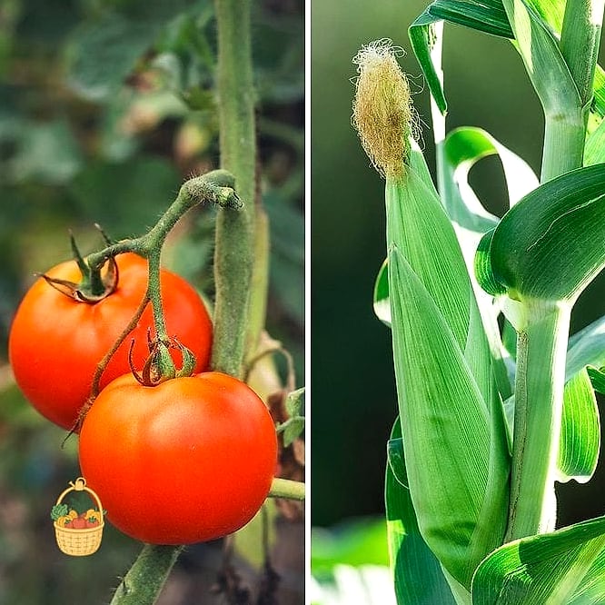 Tomatoes and Corn