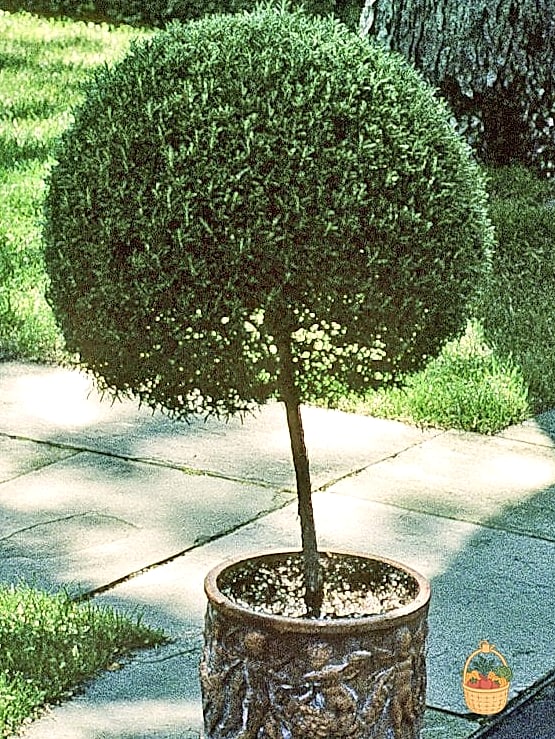 28 Ways To Use Rosemary Every Gardener Needs to Know About 11 Topiary and Formal Shaping