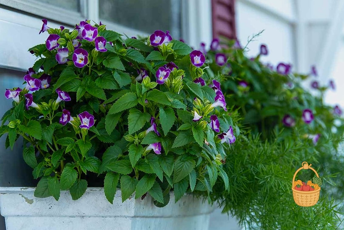 22 Flowers For Your Window Boxes That Actually Work 18 Torenia