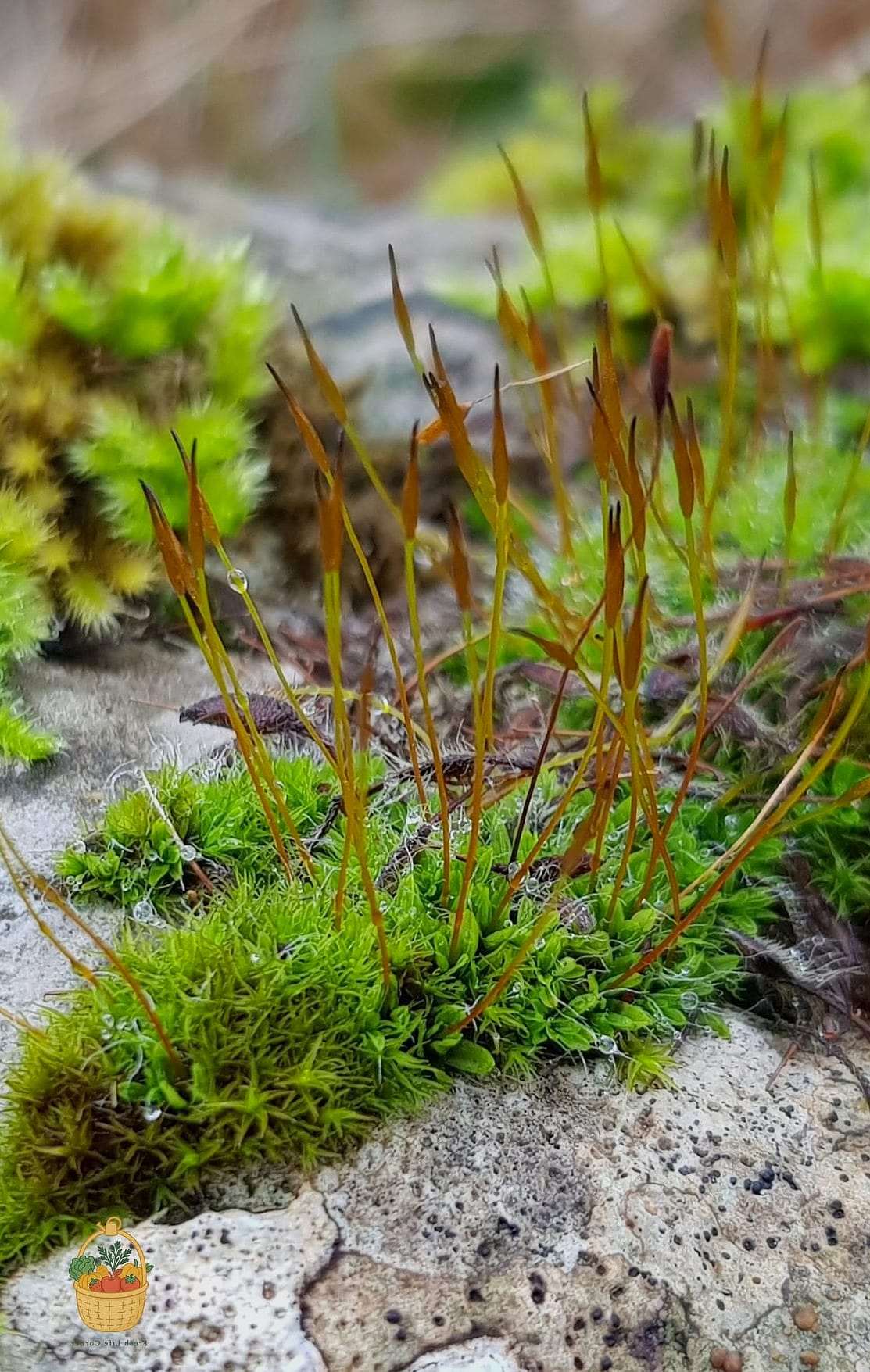 Tortula Moss