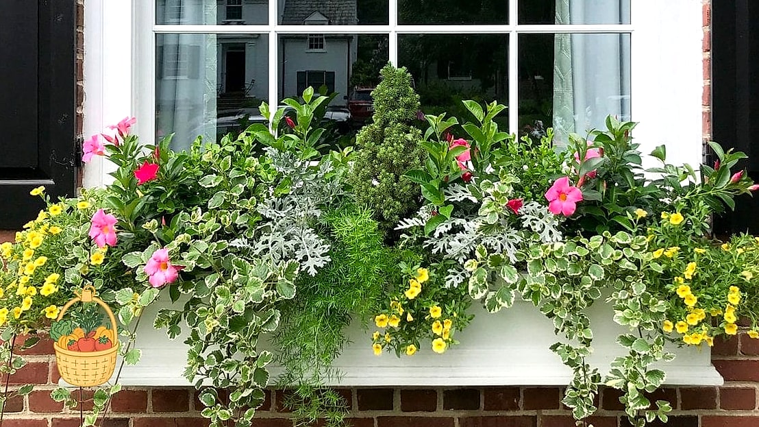 22 Flowers For Your Window Boxes That Actually Work 14 Trailing Ivy Geraniums
