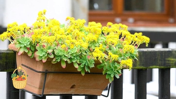 22 Flowers For Your Window Boxes That Actually Work 22 Trailing Sedum